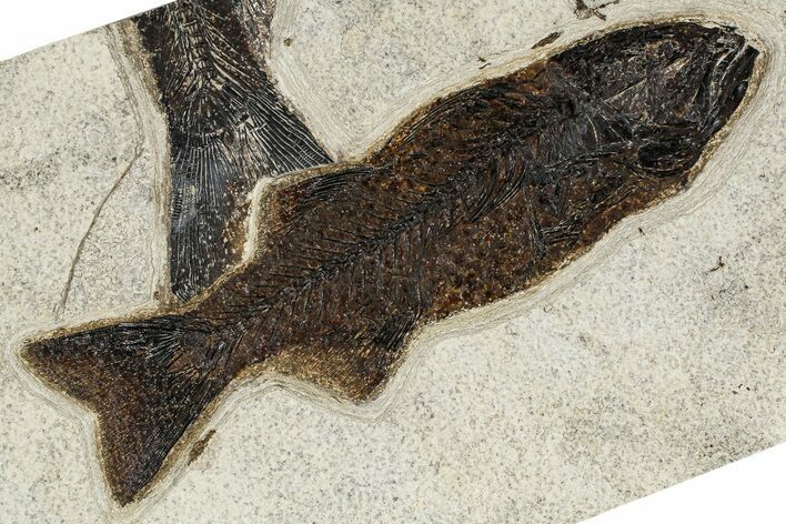 Beautiful Fish Fossil (Mioplosus) - Uncommon Species #382977